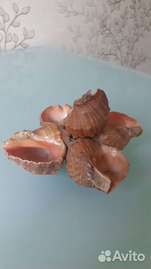 Морские раковины