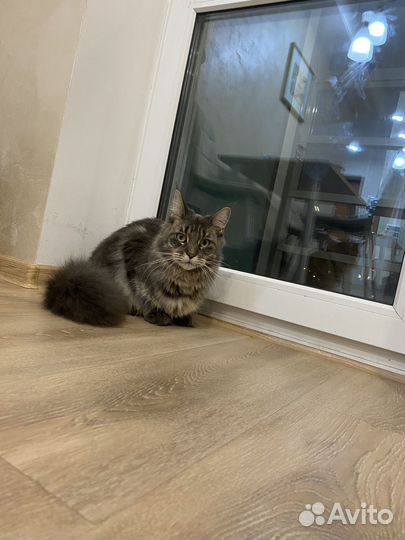 Кошка мейкун