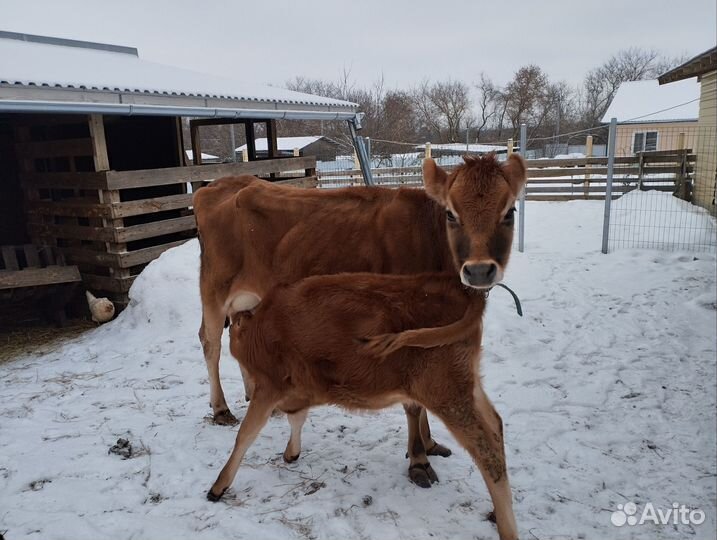 Телочка джерсейской породы