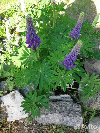 Люпин садовый разноцветный многолетний