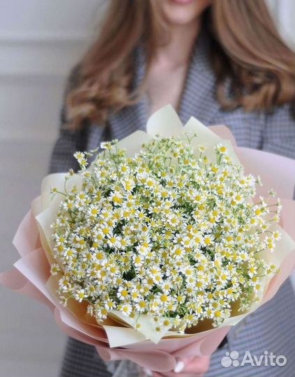 Цветы ромашки