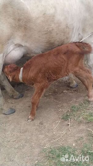 Телята бычки