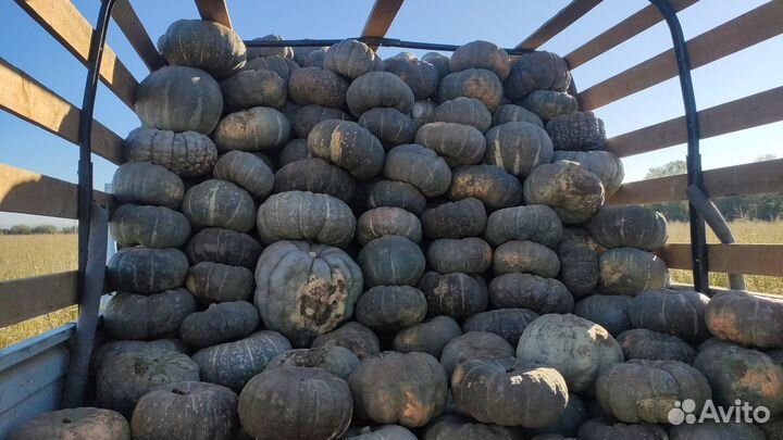 Тыква. Зимняя сладкая