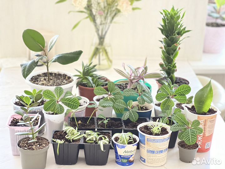 Комнатные растения (детки)