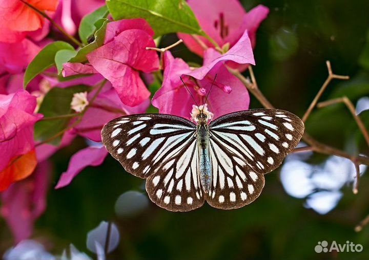 Тропические Бабочки т/б-9