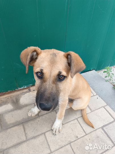 Отдам в добрые руки