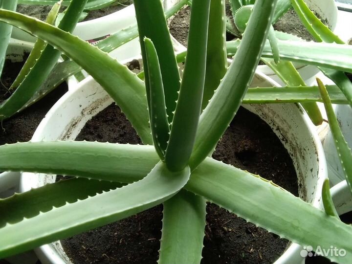 Алоэ Вера старше 5лет лекарственное растение