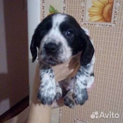 Русский охотничий спаниель щенки