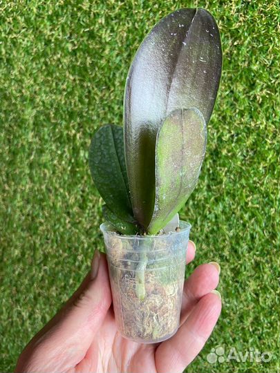 Орхидея Фаленопсис Белый Пелор