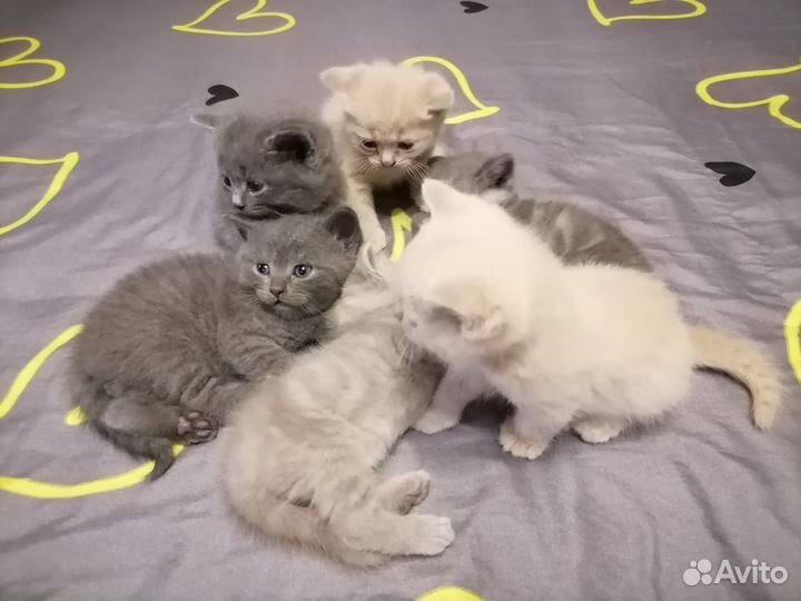 Британские котята