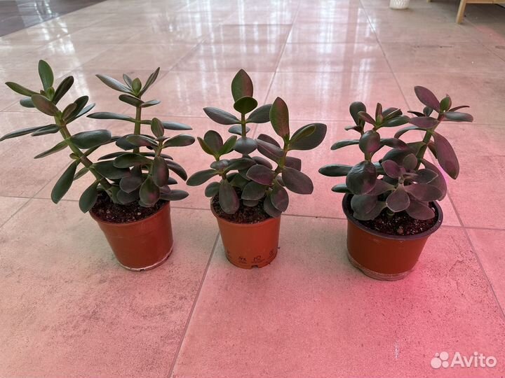 Толстянка красула(денежное дерева)