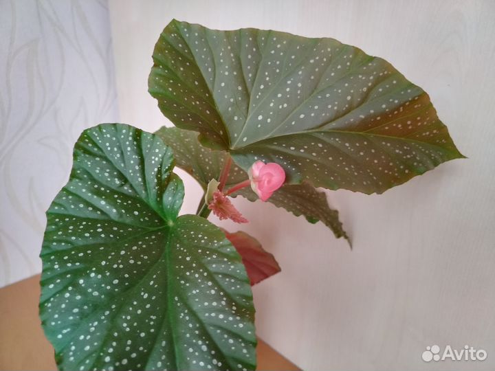 Бегония пятнистая