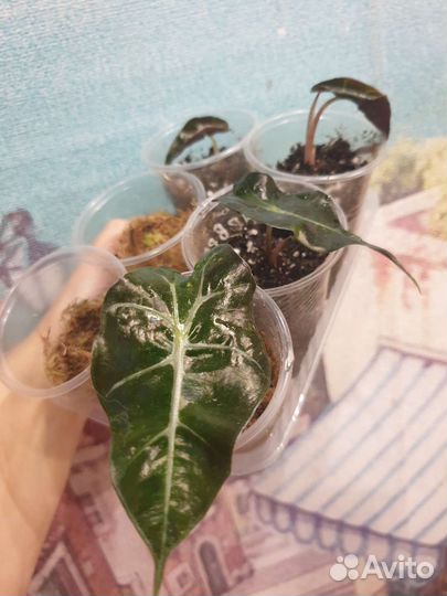 Алоказия мишольца