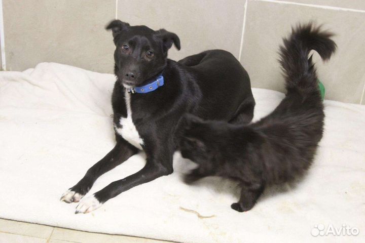 Песик Диего в добрые руки