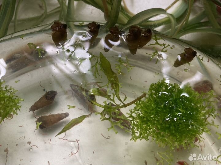 Улитки катушки и мелании