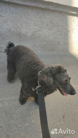Собака в добрые руки отдам бесплатно