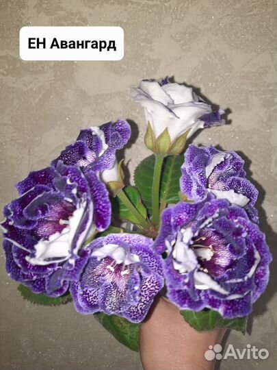 Глоксиния. бронь