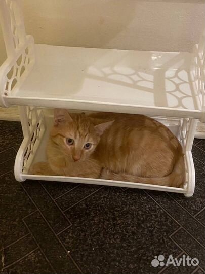 Котята в добрые руки приучены к лотку