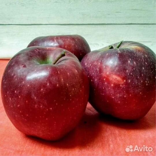 Яблоня летняя Ред Фри