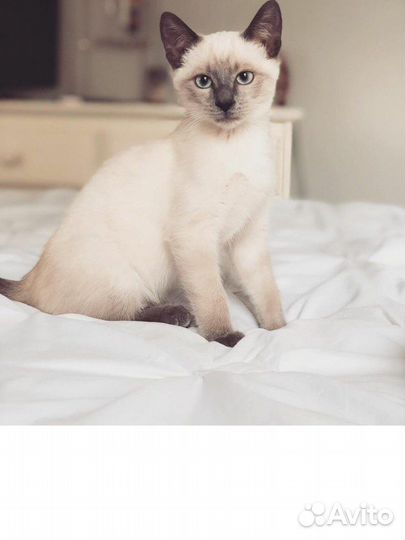 Ищем кота для вязки