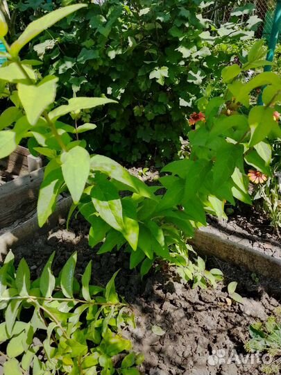 Дейция (кустарник)