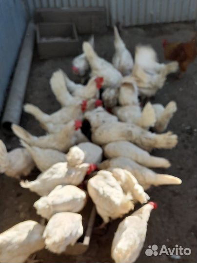 Куры несушки