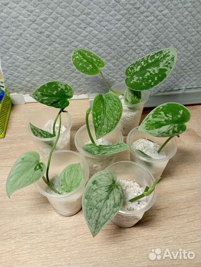 Эпипремнум Сциндапсус II