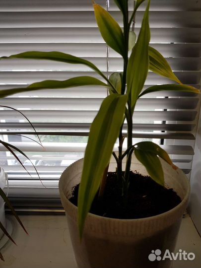 Комнатные растения Бамбук
