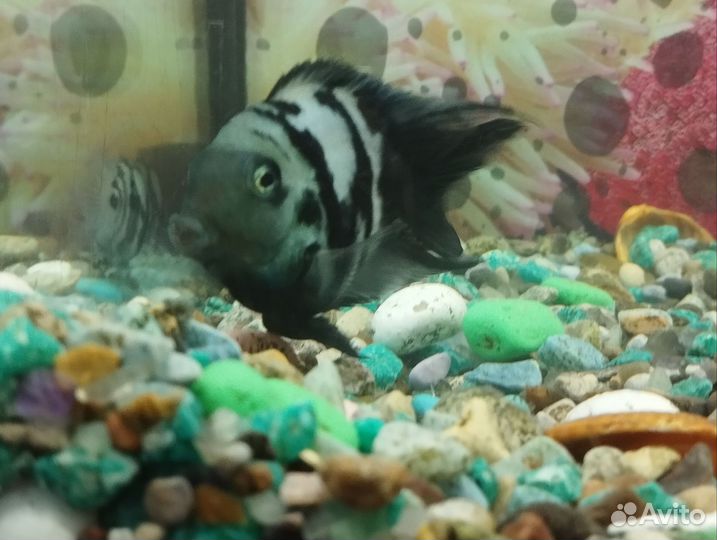 Аквариум с рыбками