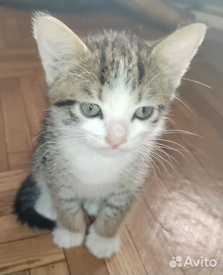 Котёнок ищет дом