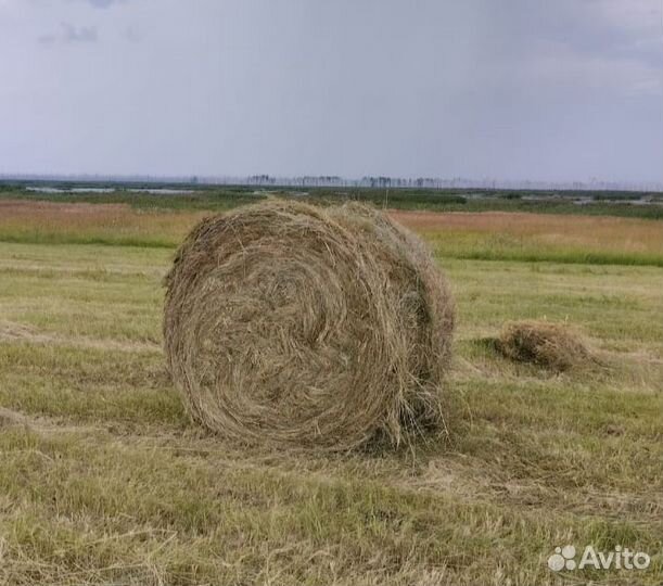 Сено в рулонах и тюках с доставкой