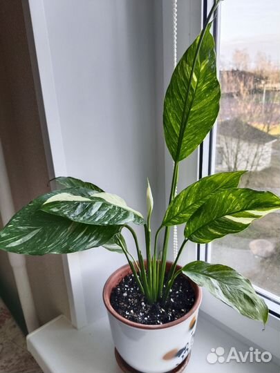 Спатифиллум с горшком бронь