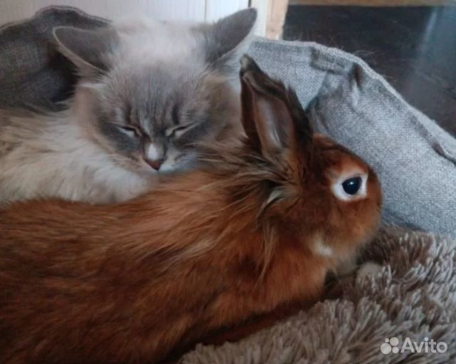 Декоративные кролики