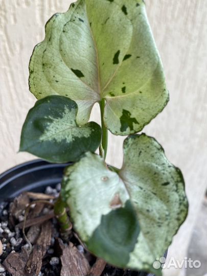 Комнатные цветы. Сингониум Бледный призрак