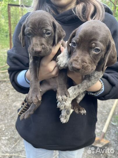 Щенки курцхаара