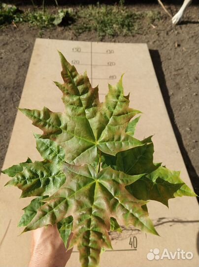 Клен канадский - саженецы