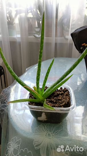 Алоэ вера настоящий