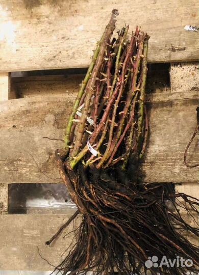 Саженцы роз Элитные сорта