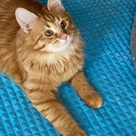 Рыжий котенок в добрые руки