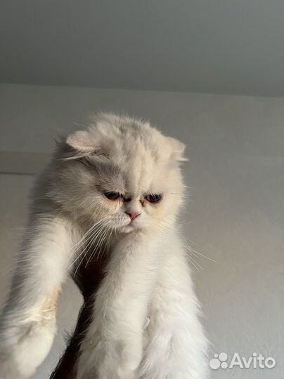 Кошка бесплатно