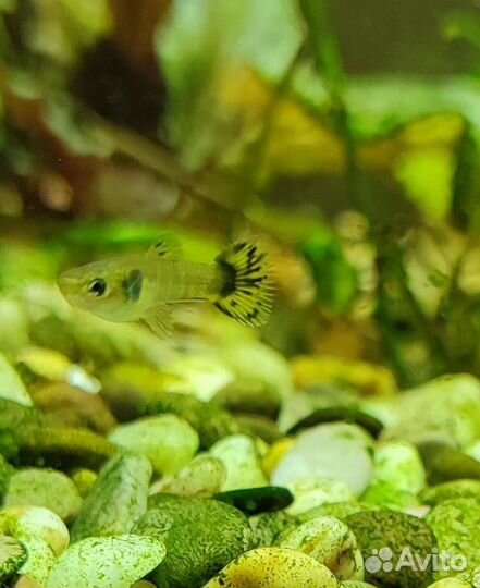 Гуппи самки, самцы