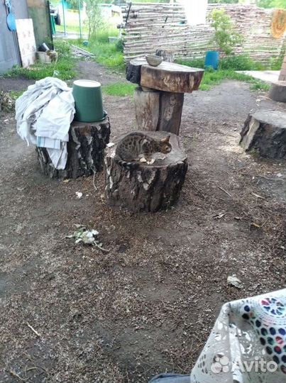 Бенгальская кошка
