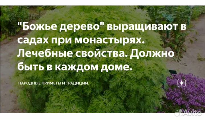 Полынь божье дерево(лимонная полынь)