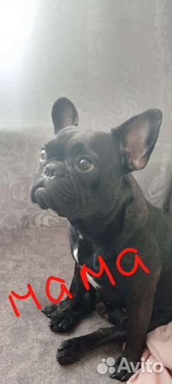 Французский бульдог щенки