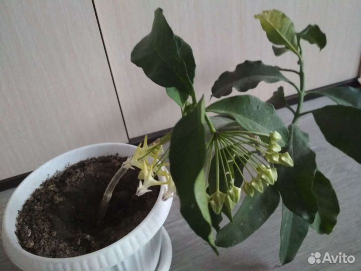 Комнатные растения