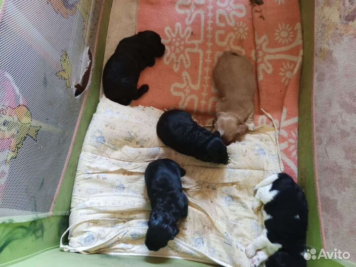 Кокер спаниель