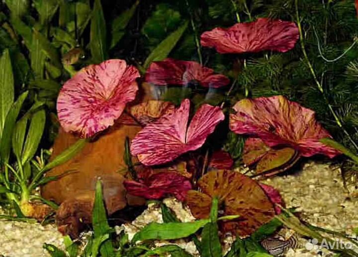 Нимфея клубни, Аквариумные растения в ассортименте