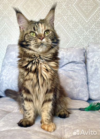 Котята мейн-кун