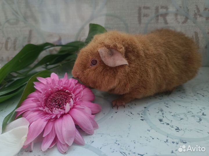 Морская свинка ам. Тедди