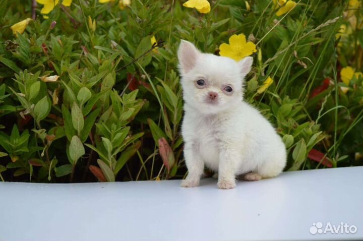 Микро и мини близняшки